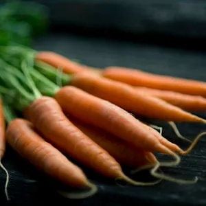 Carrot