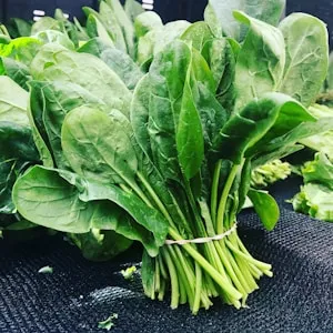 Spinach